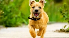 Kern terrier (fotografii): companion energetic cu caracter jucăuș